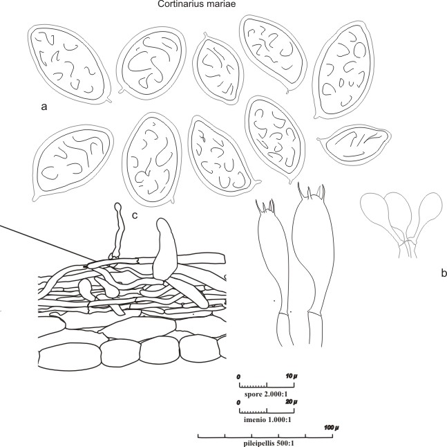 Cortinarius mariae